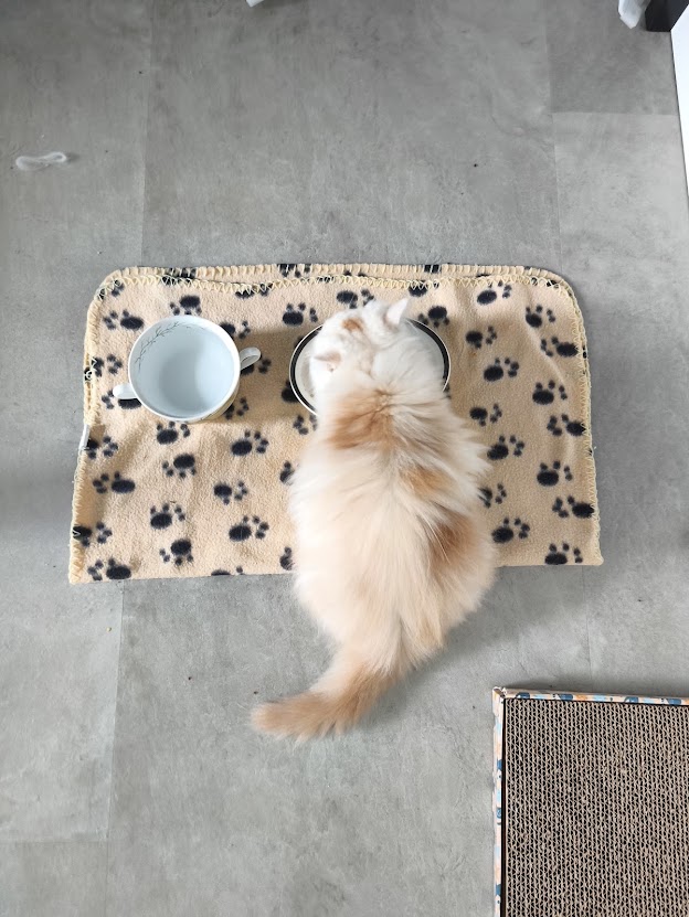 cat food